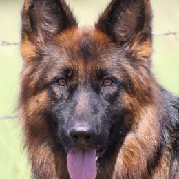 Arika - German Shepherd