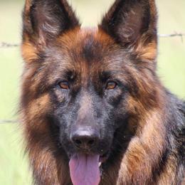 Arika - German Shepherd
