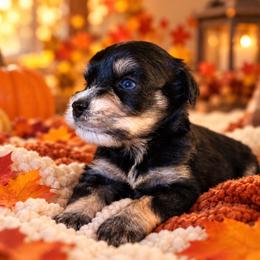 Jasper - Black and silver male Miniature Schnauzer puppy in La Mirada, California from SchnauzersRus