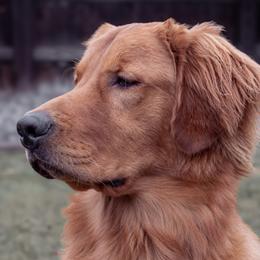 Moose - Golden Retriever