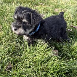 Boy Blue Collar - Black and silver male Miniature Schnauzer puppy in Prescott, Washington from Winona Schnauzers