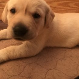 Labrador Retriever Puppies from Whispering Creek British labs LLC