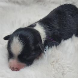 Raine - Black tri female Miniature Australian Shepherd puppy in Deer Park, Washington from Rodeo Aussies