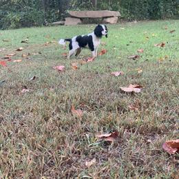 Lydia - Cavalier King Charles Spaniel