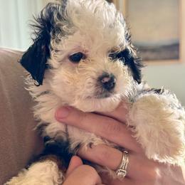 Maggie - Tri-color female Bernedoodle puppy in Auburndale, Florida from Florida Mini Bernedoodles