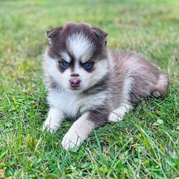 Rumi - Chocolate female Pomsky puppy in Bolton, Connecticut from Elle Pomsky