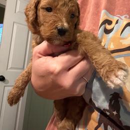 Mint Girl (Molly) - Yellow and white female Bernedoodle puppy in Moulton, Alabama from Triple W Doodles