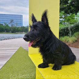 Scottish Terrier Puppies from Scotch McLaren Terriers