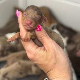 Happy AKC - Dapple female Dachshund puppy in Oklahoma City, Oklahoma from Barrett’s Doxie Farm