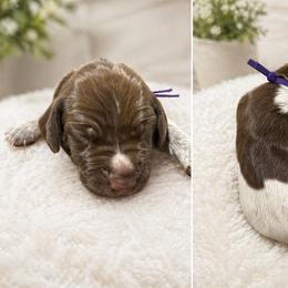 German Shorthaired Pointer Puppies from Lisa’s GSP’s