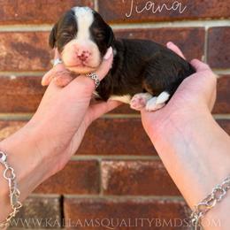 Tiana - Brown and white female Bernedoodle puppy in Owasso, Oklahoma from Kallams Bernedoodles & Bernese Mountain Dogs
