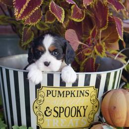 Anchor - Tri-color male Cavalier King Charles Spaniel puppy in Lula, Georgia from Cavaliers by Crumley