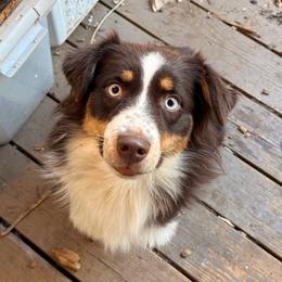 Annika - Australian Shepherd