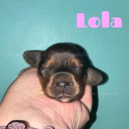Lola - Red female Dachshund puppy in Monitor, Washington from Shannon Dolly’s Dachshunds