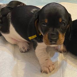 CAMI - Piebald female Dachshund puppy in Elizabethtown, Kentucky from Teeny Tiny Puppy Tails