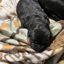 Labrador Retriever Puppies from LakeHouse Labrador Retriever