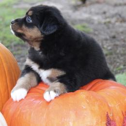 Australian Shepherd and Miniature Schnauzer Puppies from RM Aussies and Miniature Schnauzers