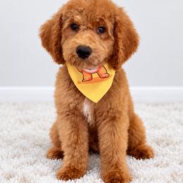 Bashful - Red male Bernedoodle puppy in Highland, Utah from Angel Pups Deluxe