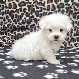 Charlie - White male Maltese puppy in Monticello, Iowa from Ashley’s Puppies