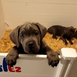 Cane Corso Puppies from Southern Sugar Cane Corso LLC