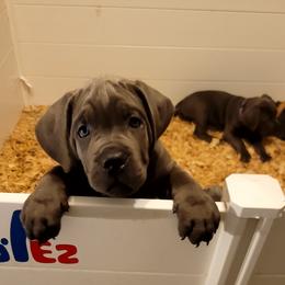 Cane Corso Puppies from Southern Sugar Cane Corso LLC