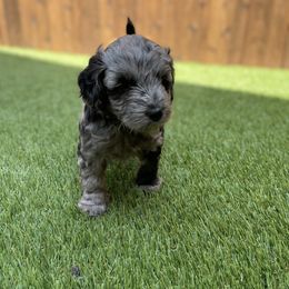 Aussiedoodle and Miniature Australian Shepherd Puppies from Dazy Mayze Mini Aussies and Aussiedoodles