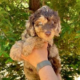 Anna - Red merle female Aussiedoodle puppy in Upper Lake, California from Redwood Aussiedoodles