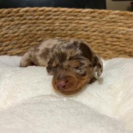 Ross - Dapple male Dachshund puppy in Sterling, Colorado from Country Chics Doxies