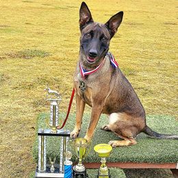 Moxxie - Belgian Malinois