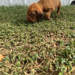 Boy 6 - Red male Bloodhound puppy in Tahlequah, Oklahoma from HNH Hounds