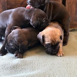 Cane Corso Puppies from Cowan Farms