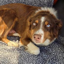 Mia - Australian Shepherd