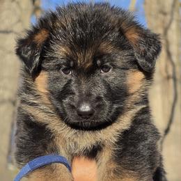 Charlie - Black and red male German Shepherd puppy in Bridgewater, New Jersey from Hamza's German Shepherds