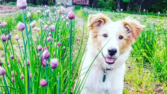 Old Time Scotch Collie