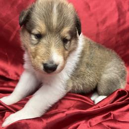 TEDDY - Sable male Collie puppy in Groveland, Florida from Palmhaven Collies