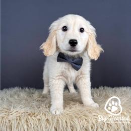 Lenny - White male Companion Cross puppy in Utah County, Utah from Big Hearted Breeders