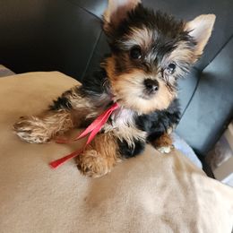 Yorkshire Terrier Puppies from Little Yorkie World Texas