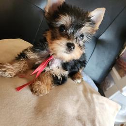 Yorkshire Terrier Puppies from Little Yorkie World Texas