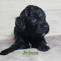 Prince (Green Collar) - Black male Goldendoodle puppy in Scurry, Texas from 07 Seven Oaks Goldens and Doodles