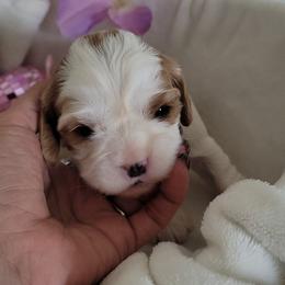 Ivory Camille - Blenheim female Cavalier King Charles Spaniel puppy in Decatur, Illinois from Petite Pups