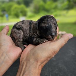 Aussiedoodle, Cockapoo, and Goldendoodle Puppies from Hilltop Doodles KY LLC