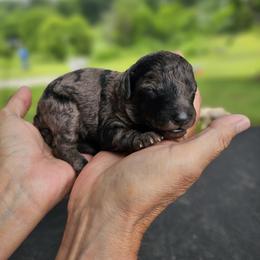 Aussiedoodle, Cockapoo, and Goldendoodle Puppies from Hilltop Doodles KY LLC