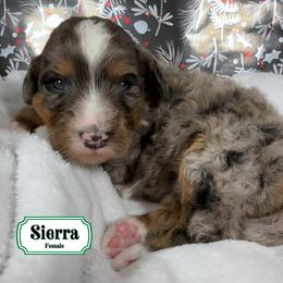 Sierra - Merle female Bernedoodle puppy in Milan, Indiana from Doodles & Spice