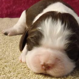 Angel - Liver and white female English Springer Spaniel puppy in North Carolina from Ebenezer Valley ESS