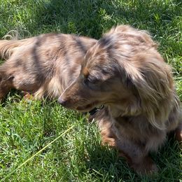Dachshunds from The Long Dog Lounge of Montana