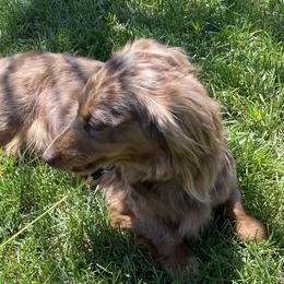Dachshunds from The Long Dog Lounge of Montana