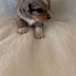 Toy Australian Shepherd Puppies from Pairadice puppies