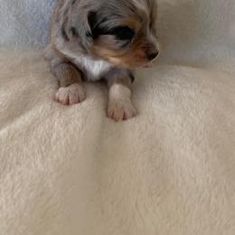 Toy Australian Shepherd Puppies from Pairadice puppies