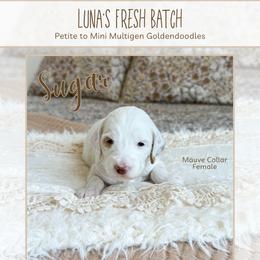 Sugar - Parti female Goldendoodle puppy in Bell Buckle, Tennessee from Precious Puptown Doodles