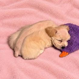Twilight - Wheaten female Miniature Schnauzer puppy in Daisetta, Texas from Winfree’s Schnauzers